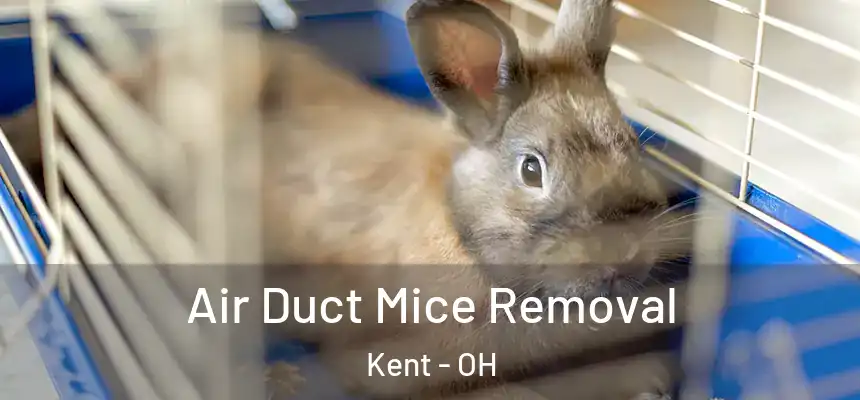  Air Duct Mice Removal Kent - OH
